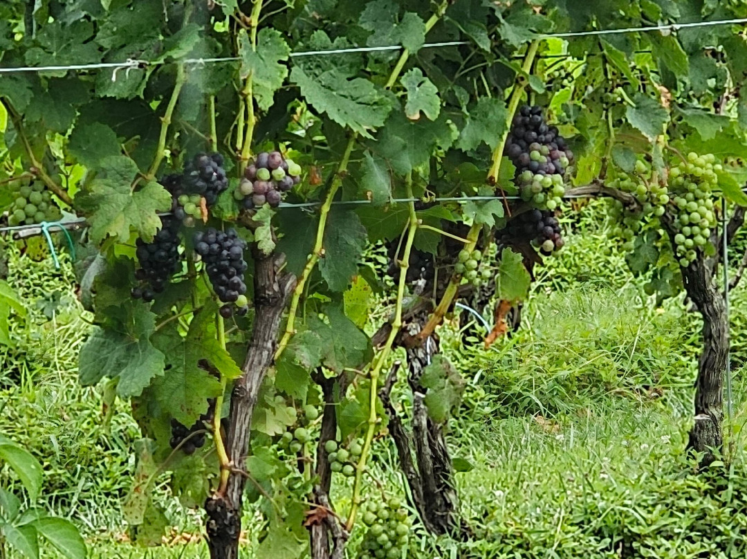 Harford Vineyard and Winery