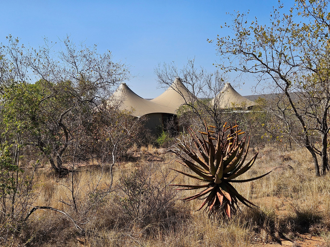Rhino Africa Safaris-开普敦中心区必去景点