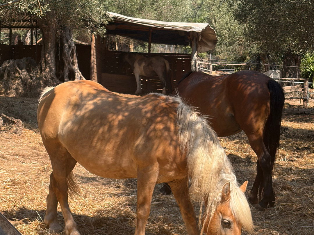 North Corfu Horses-Peritheia必去景点
