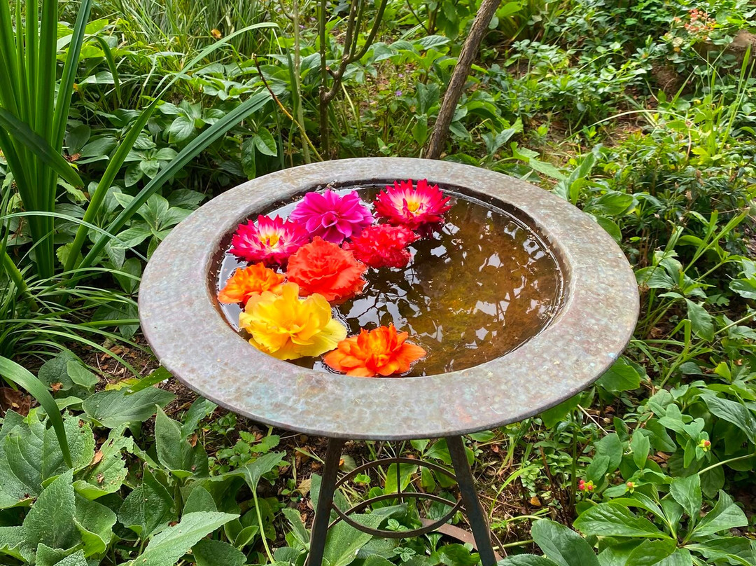 Terra Nova Garden-利默里克必去景点