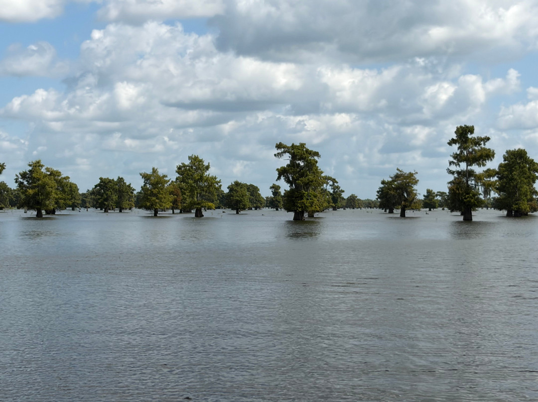 Atchafalaya Basin Landing & Airboat Swamp Tours-布里奥克斯桥必去景点