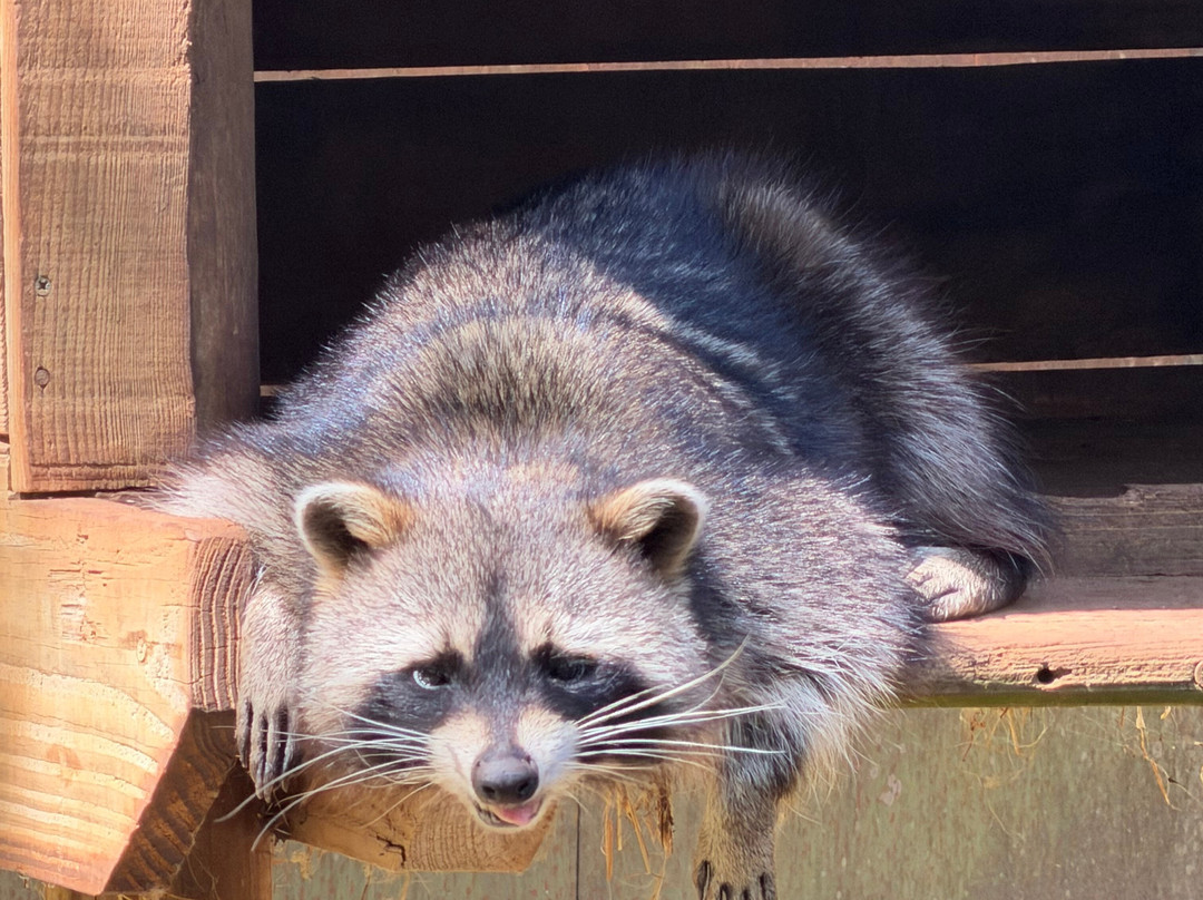 Parc Animalier De Gramat-Gramat必去景点