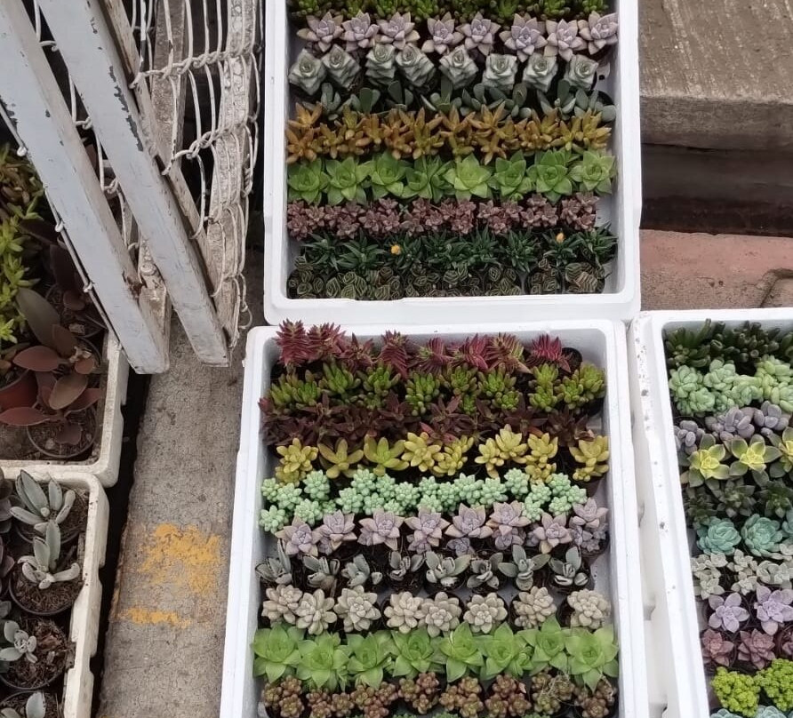 Floating Gardens of Xochimilco-墨西哥城必去景点