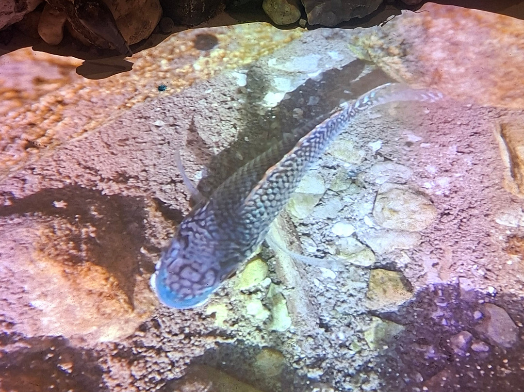 Enot Tsukim Nature Reserve - Ein Feshkha-Dead Sea Region必去景点