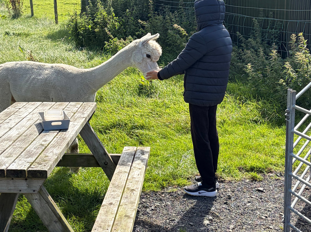 North Coast Alpacas-科尔雷恩必去景点