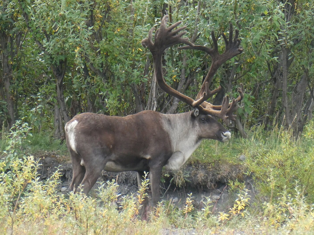 Denali National Park-阿拉斯加必去景点