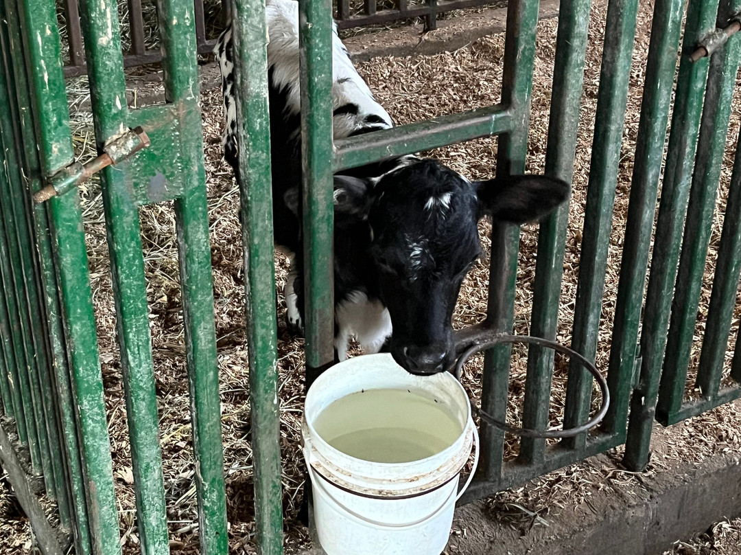 Birchwood Dairy Farm-阿伯茨福德必去景点