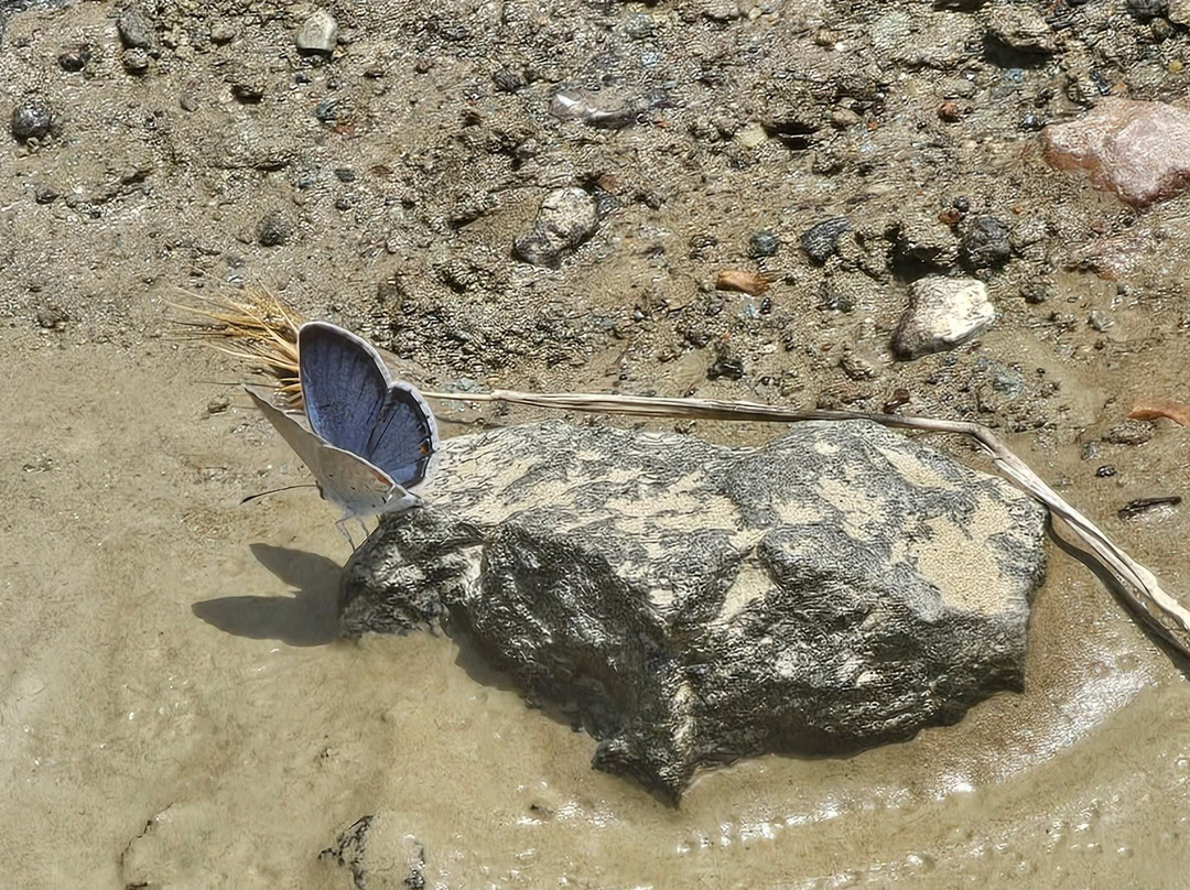Crater of Diamonds State Park-Murfreesboro必去景点