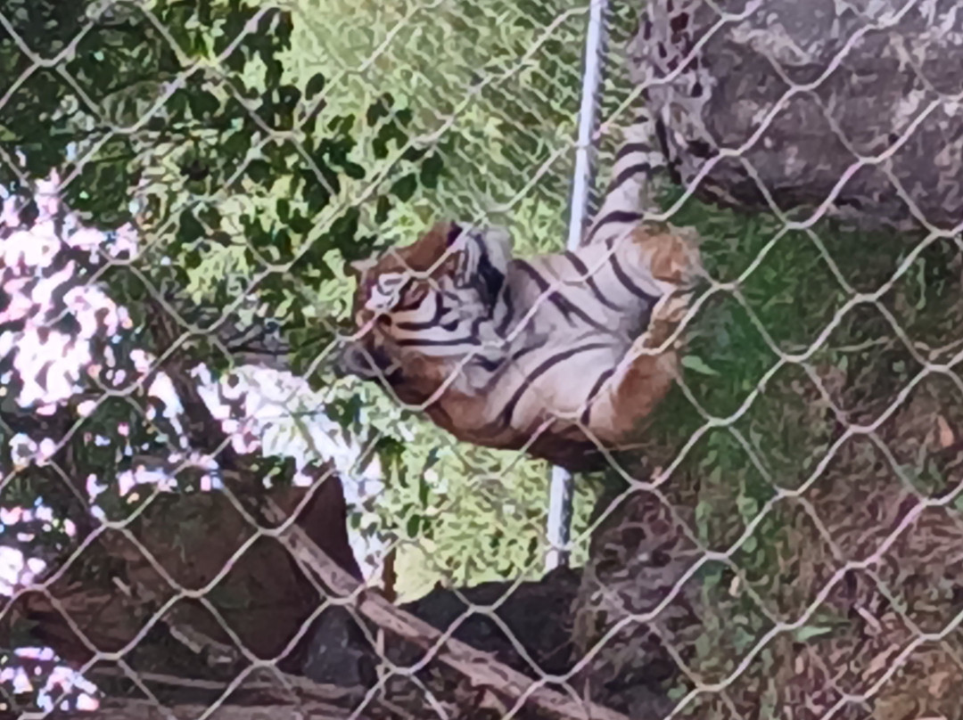 Marwell Zoo-温彻斯特必去景点