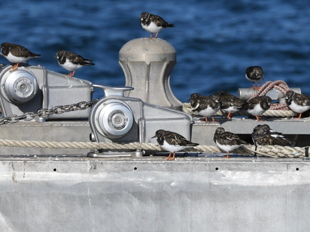 Birds Of Poole Harbour Events-普尔必去景点
