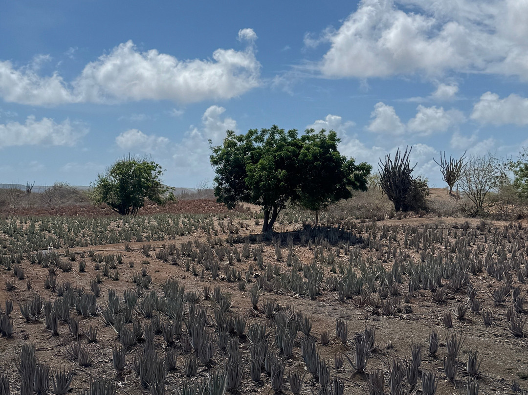 Curaçao Aloe Vera Farm-威廉斯塔德必去景点