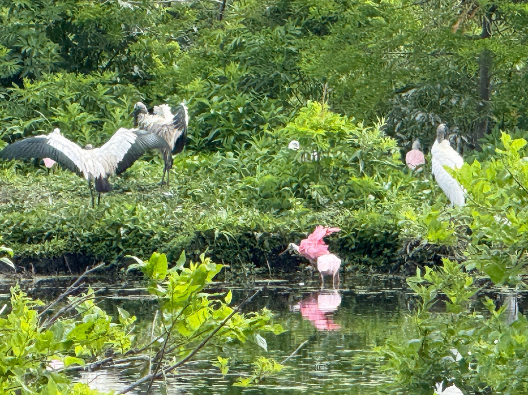 Cypress Wetlands-Port Royal必去景点