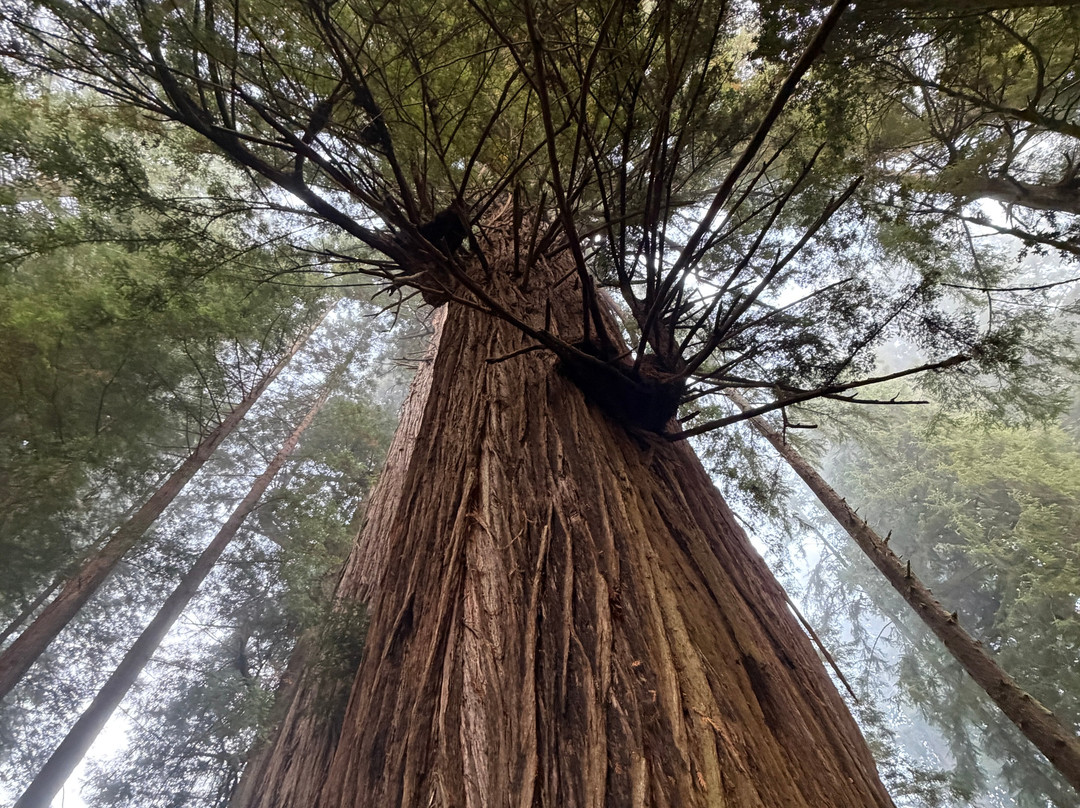 Trees of Mystery-克拉马斯必去景点