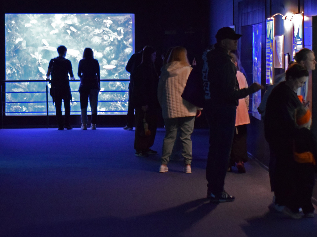 Sochi Discovery World Aquarium-Kurortny Gorodok必去景点