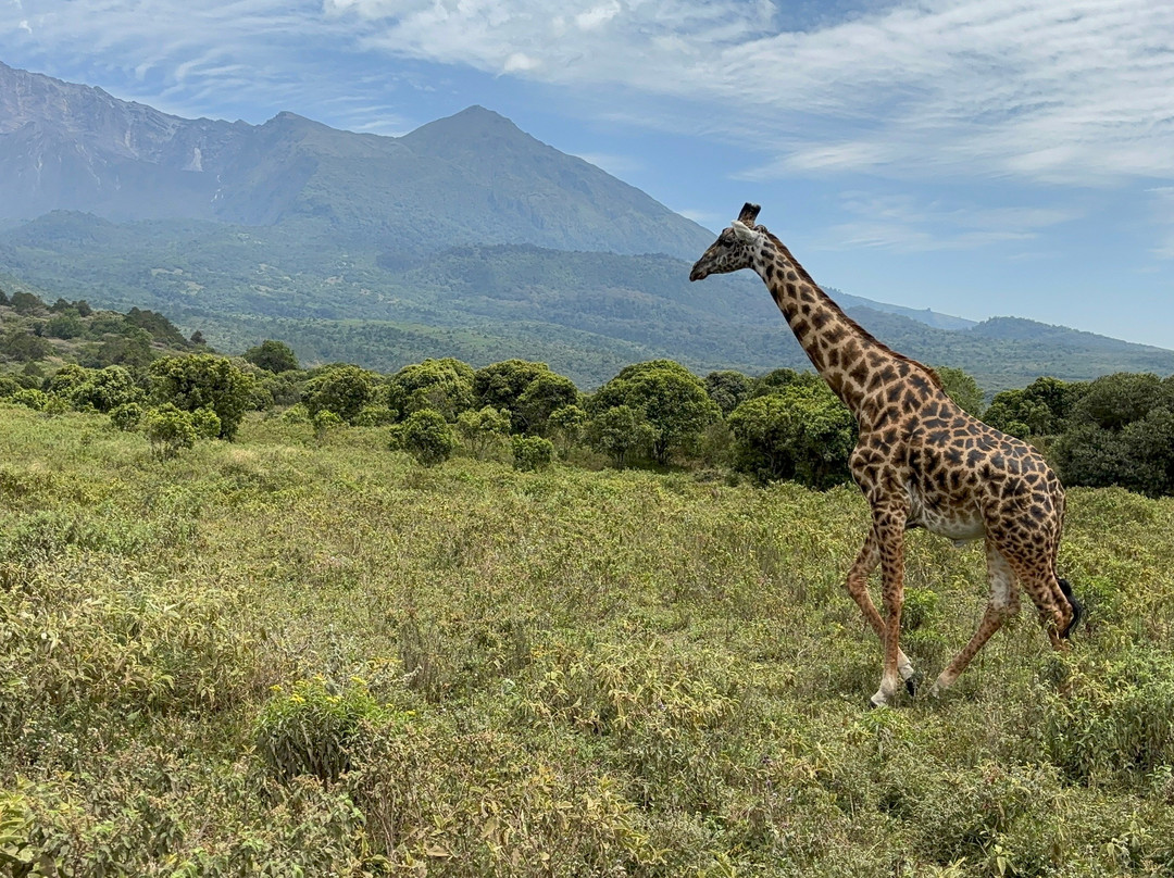 Tanzania-Experience-阿鲁沙必去景点