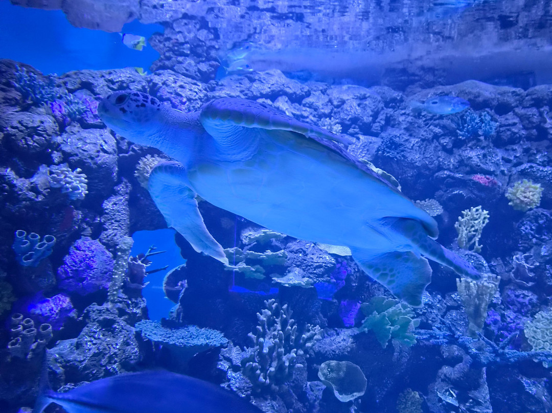Scitech (Prince Sultan Science And Technology Center)-胡拜尔必去景点