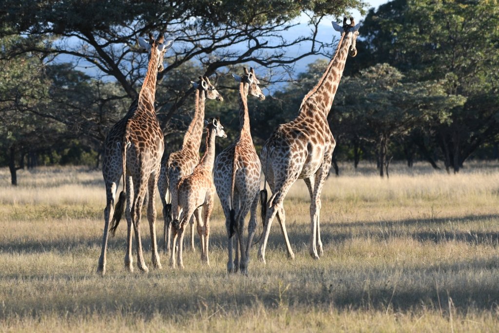 Matamba Bush Camp-官方