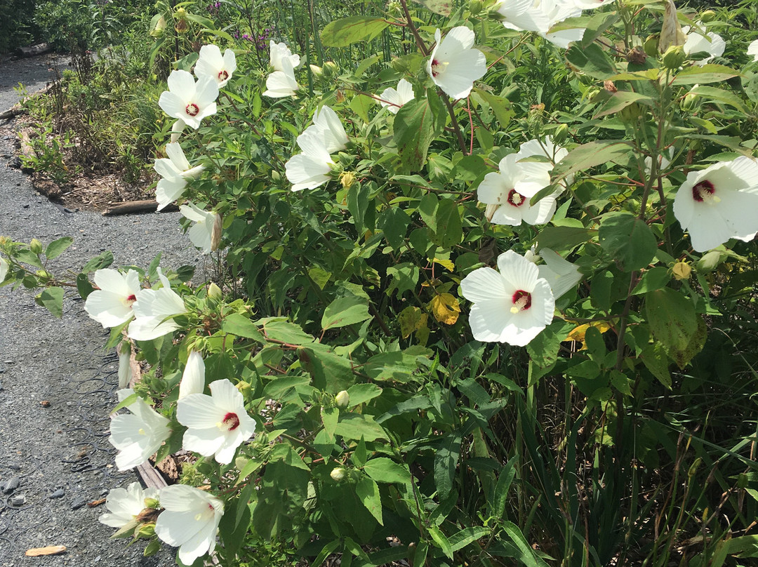 Clarksville旅游景点-Eastern Neck Island