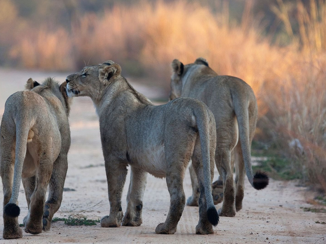 Mikumi National Park-米库米国家公园必去景点
