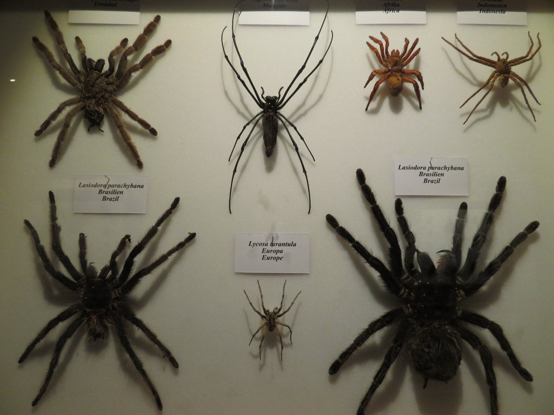 Die Welt der Schmetterlinge-Terfens必去景点