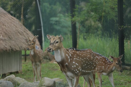 Lido Adventure Park景点图片