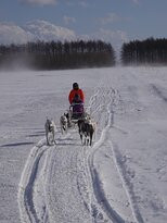 Mushing Works Dog Sledding Tours景点图片