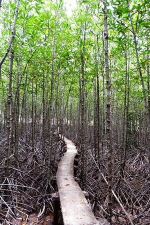Con Dao National Park-昆山岛必去景点