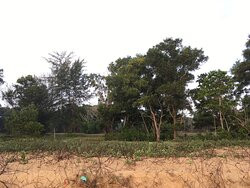 Cherating Beach景点图片