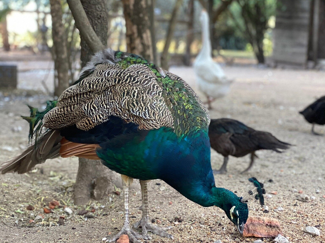 La India - Somos Naturaleza-Florida必去景点