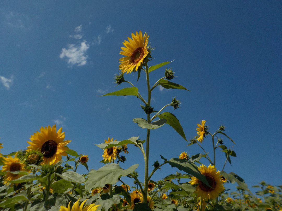 Sunflowers Of Sanborn景点图片
