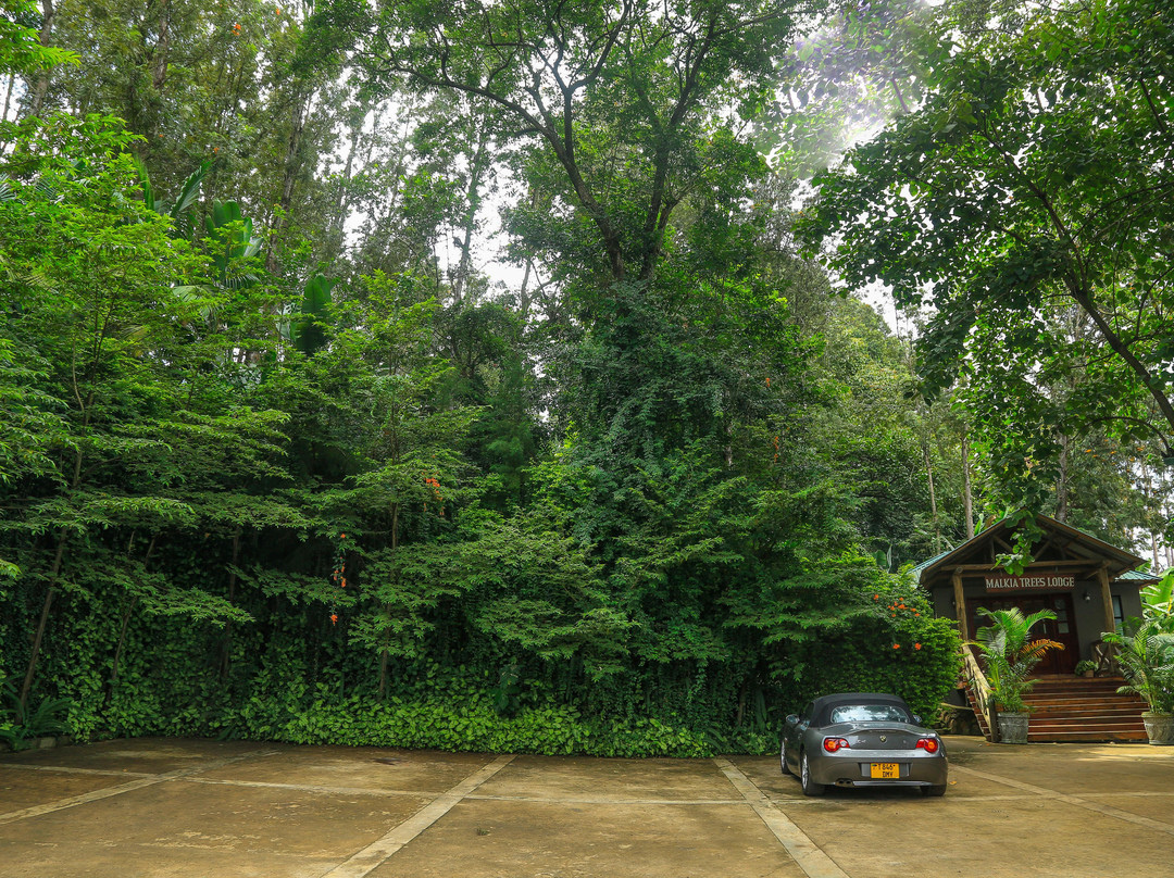Nkoanrua酒店住宿-Malkia Trees Lodge