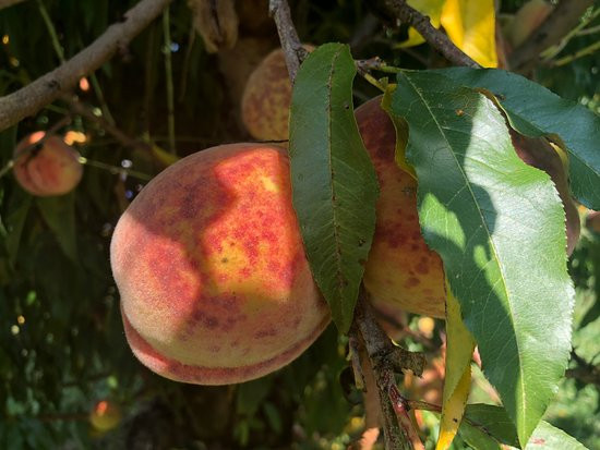 Hartland Family Orchard景点图片
