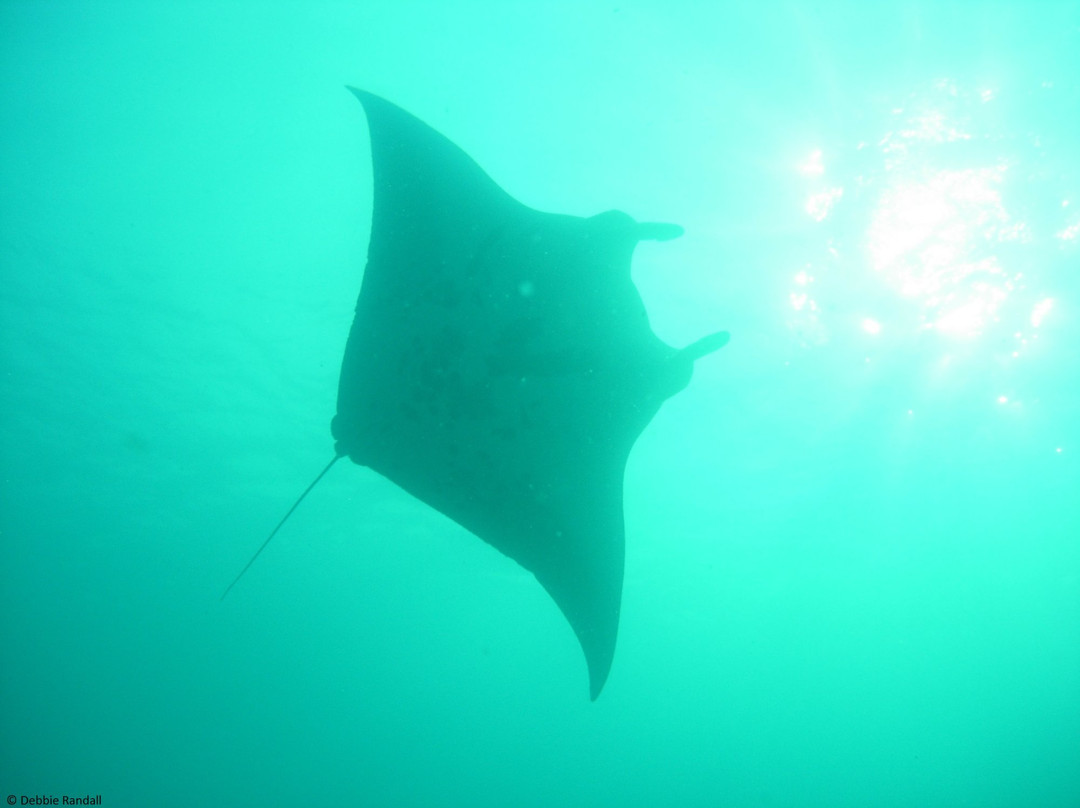 Manta Point景点图片