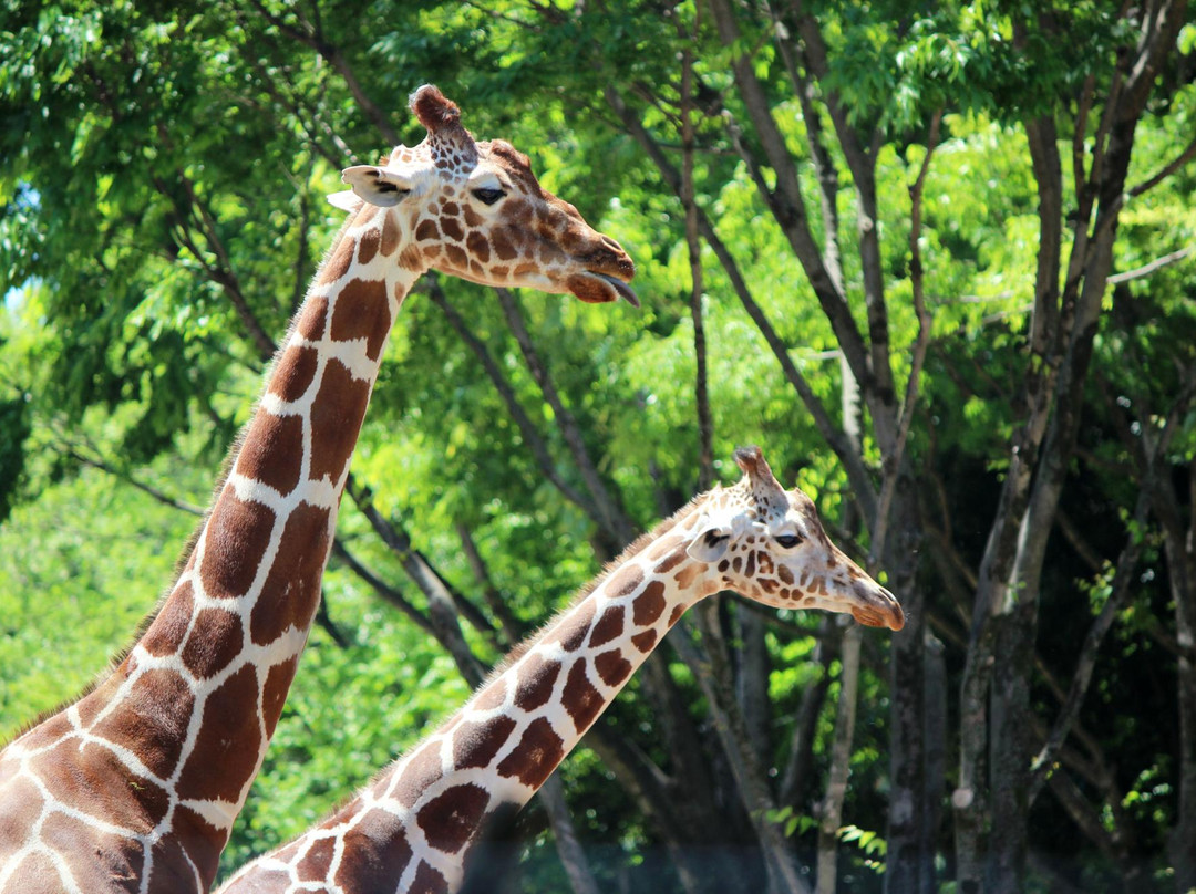 Tama Zoological Park景点图片