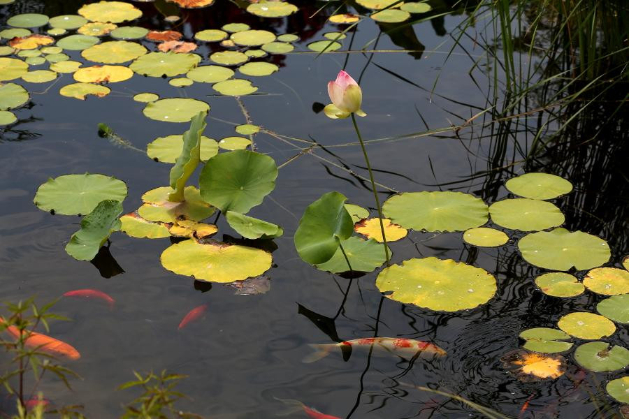 Tulsa Garden Center at Woodward Park-塔尔萨必去景点