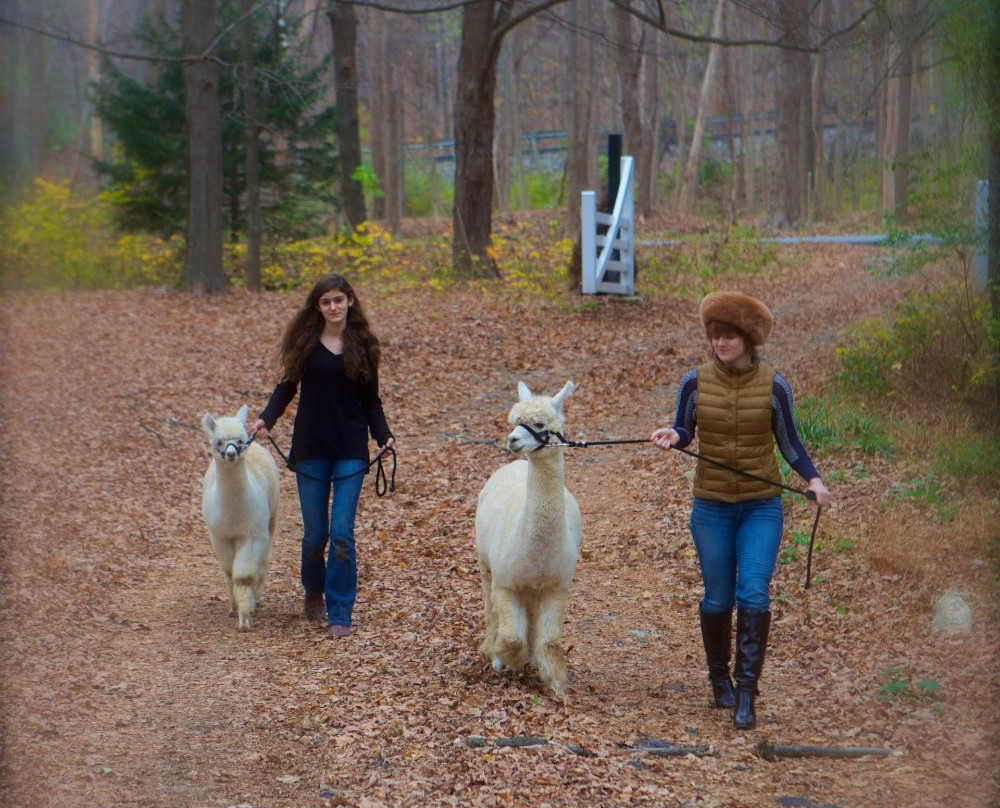 Lilymoore Alpaca Farm-Pleasant Valley必去景点