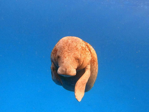 Diving Mahahual-Mahahual必去景点