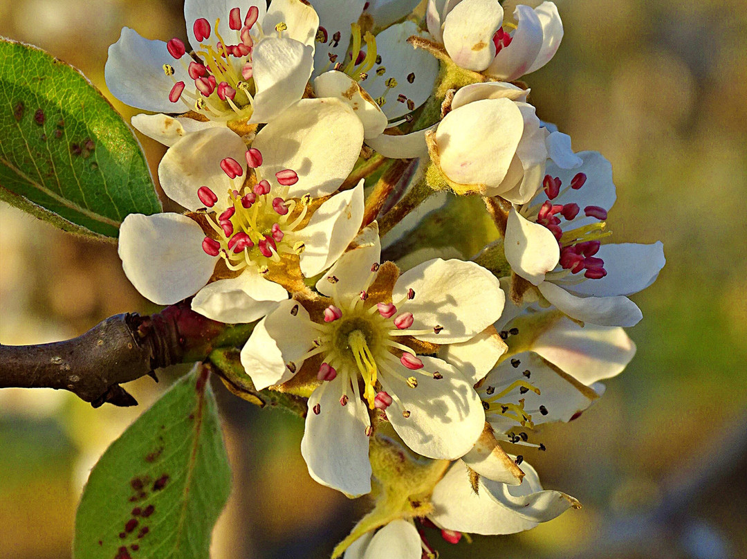 's Gravenpolder旅游攻略图片