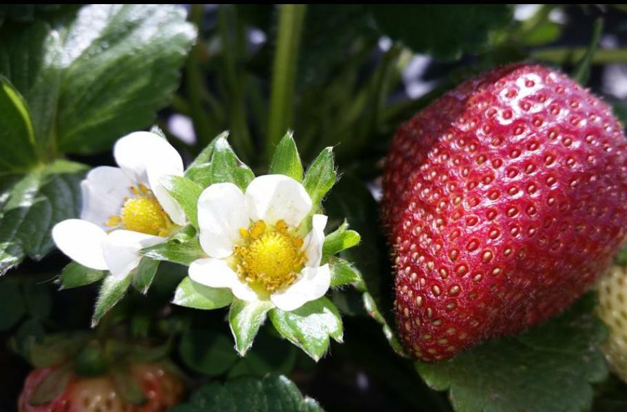 U-Pick Carlsbad Strawberry Company景点图片