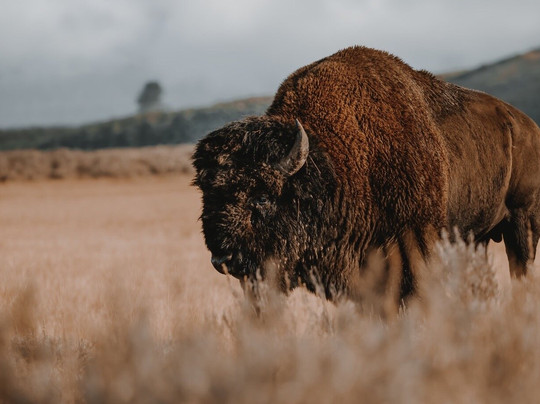 Sky's the Limit Tours-西黄石镇必去景点