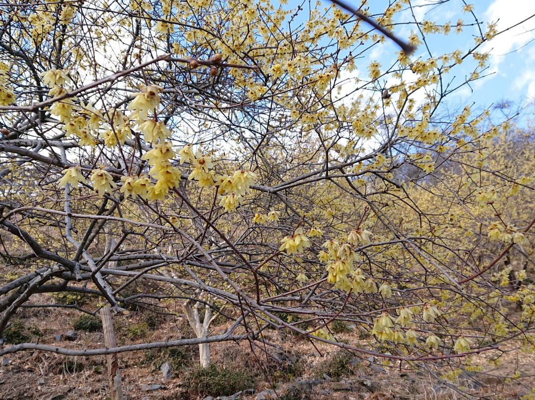 Sakurayama Park景点图片