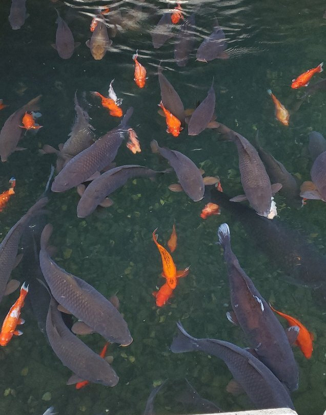 Big Spring Park-亨茨维尔必去景点