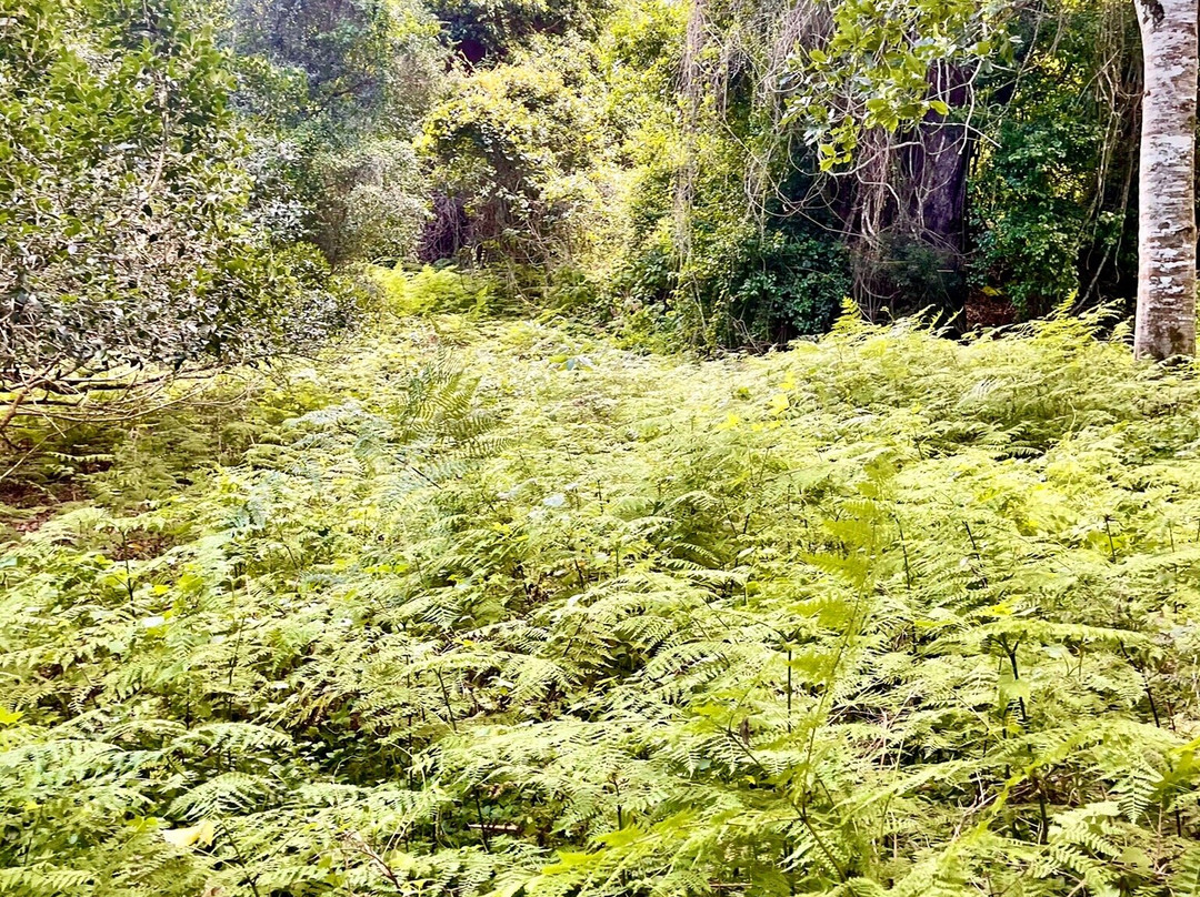 Half Collared Kingfisher Trail-荒野必去景点