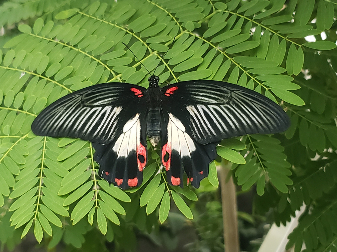 Butterfly Biosphere-李海必去景点