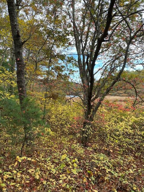 Mashpee River Reservation景点图片
