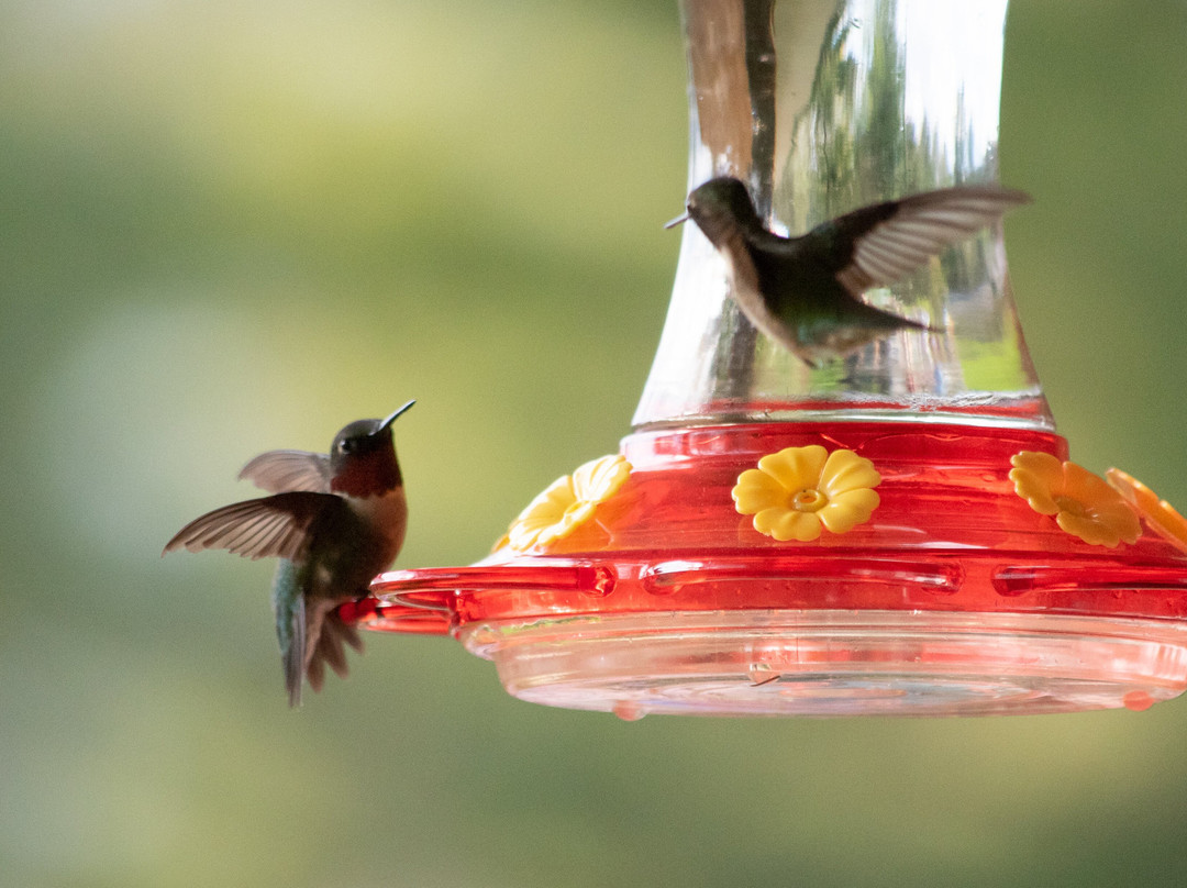 Inn by the River主图