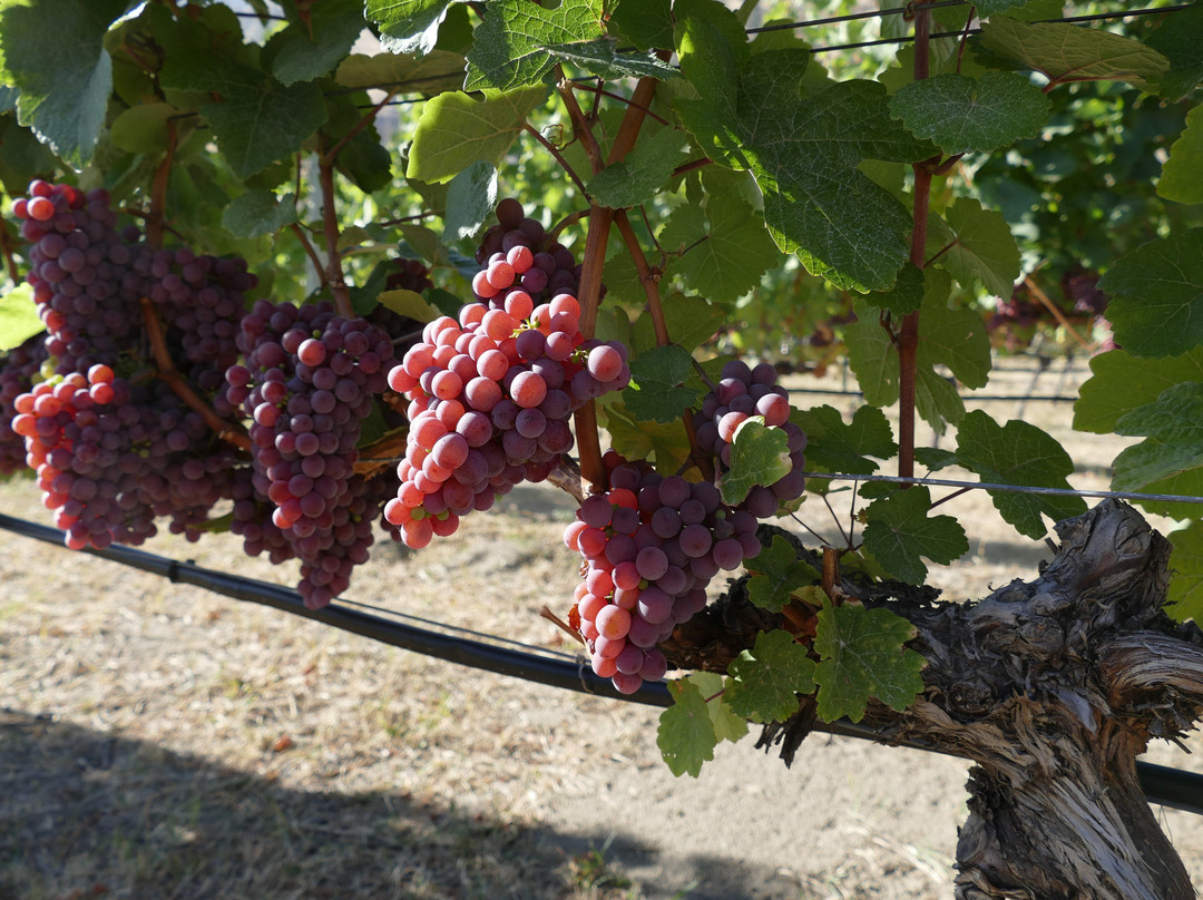 Fitzpatrick Family Vineyards-Peachland必去景点