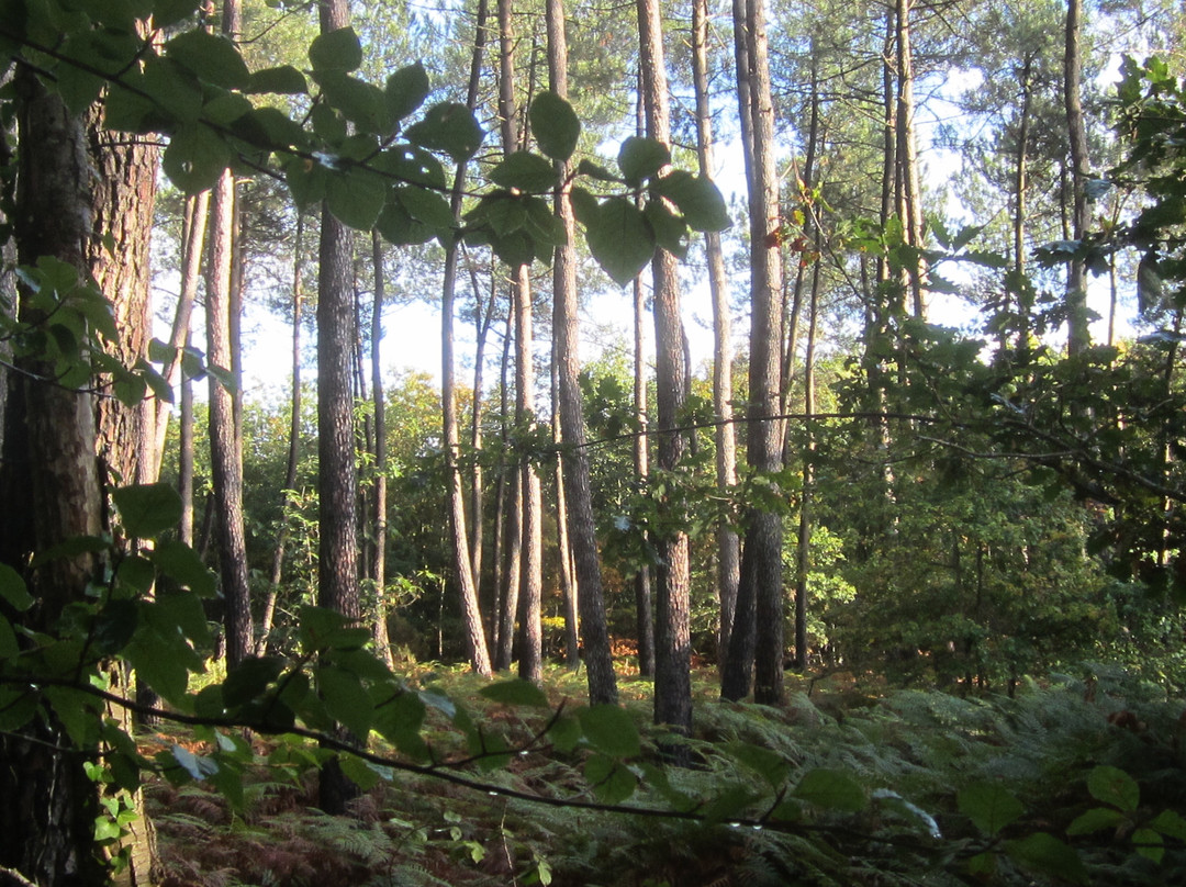 Forêt de Chinon景点图片