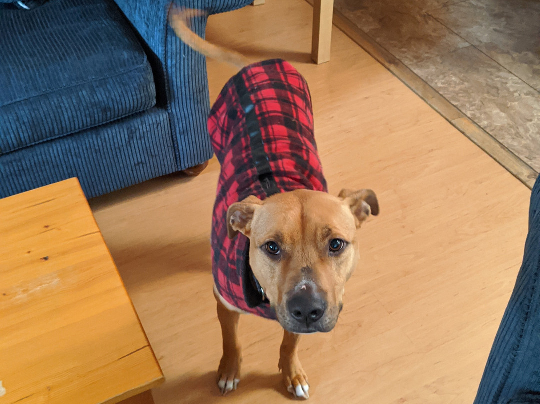 Blue Vista Resort主图