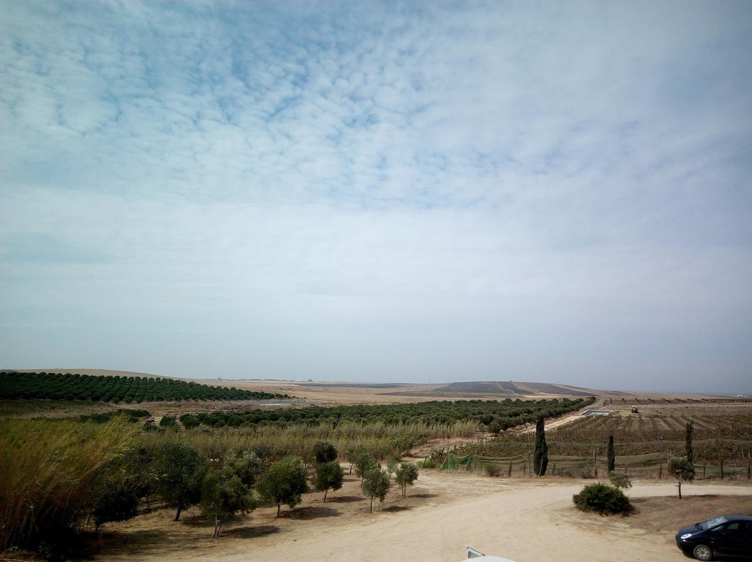 Sancha Pérez Bodega Almazara-Conil de la Frontera必去景点